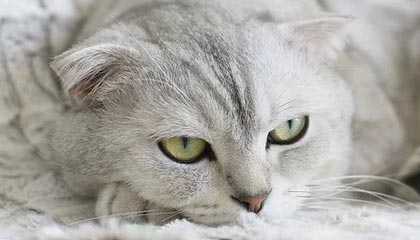 开云平台-阿尔巴尼亚女篮在欧洲锦标赛中表现亮眼，成功突围，阿尔巴尼亚欧洲杯